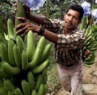 Шок! Тъпчат бананите със смъртоносен пестицид! Вижте тези кадри и повече едва ли ще поискате да вкусите от този плод (потресаващо видео)