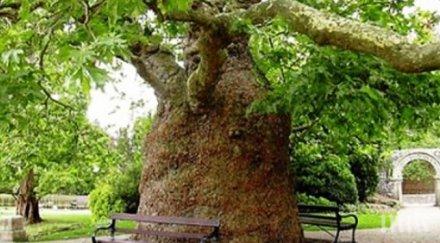 бивш зам кмет царево ареста заради сеч вековно дърво