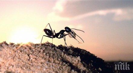 учени мравуняците тоалетни