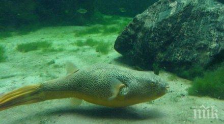 внимание вижте смъртоносни деликатеса света