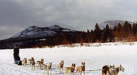 десетки участваха състезание кучешки впрягове хокайдо