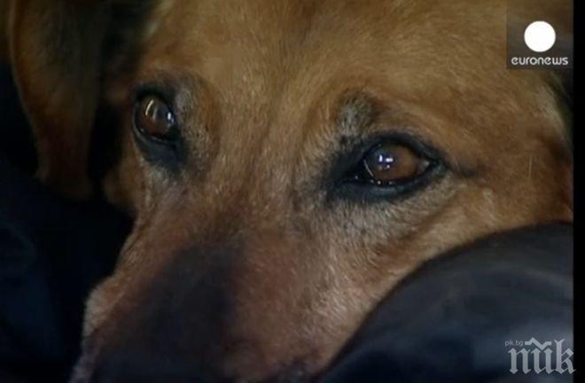 Руснак прекоси ледено езеро, за да спаси куче (видео)