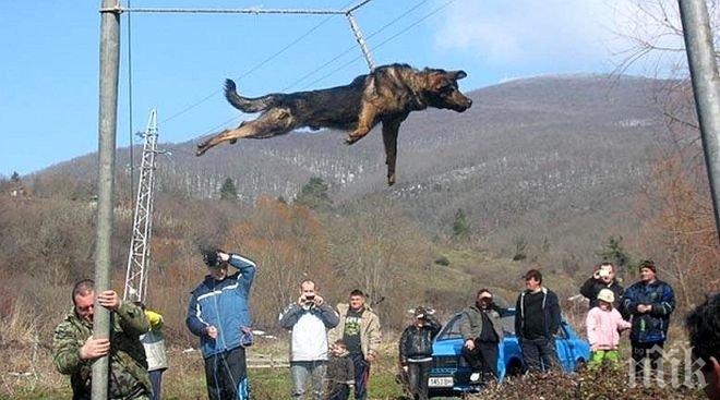 Спазиха ли обичая и тричаха ли кученцата в Бродилово днес? Ето изненадващата развръзка!