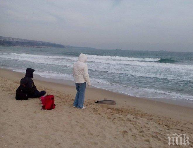 Тъжно! Морето изхвърли малък мъртъв делфин на плажа във Варна (снимки)