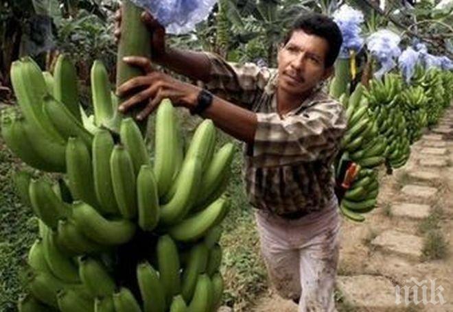 Шок! Тъпчат бананите със смъртоносен пестицид! Вижте тези кадри и повече едва ли ще поискате да вкусите от този плод (потресаващо видео)