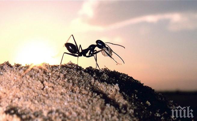 Учени: В мравуняците има тоалетни
