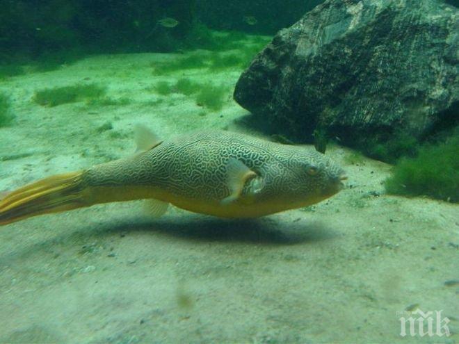 Внимание! Вижте 10-те най-смъртоносни деликатеса в света