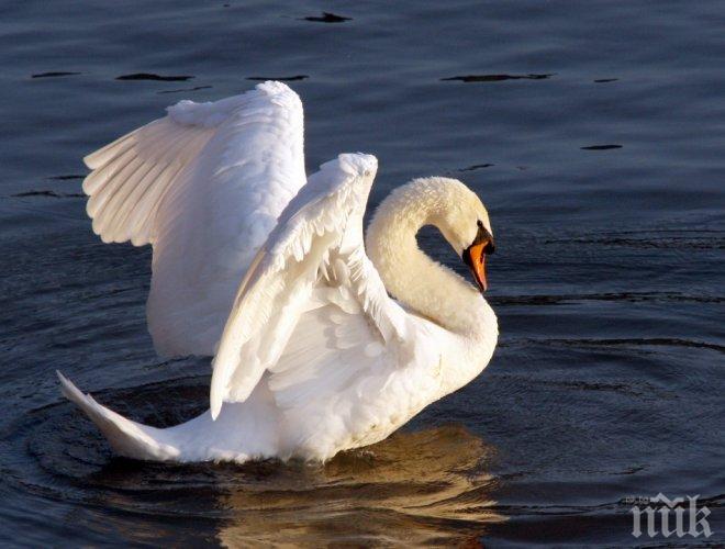 Чапли бедстват по Струма