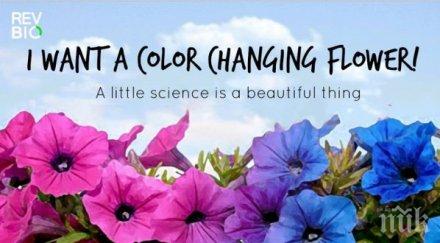 гмо цветя сменят цвета часа деня