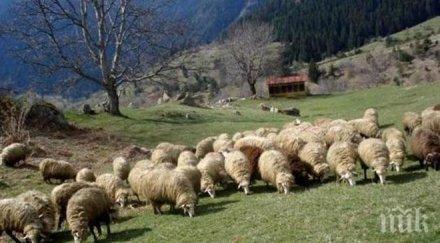 животновъди изпързаляха пасищата