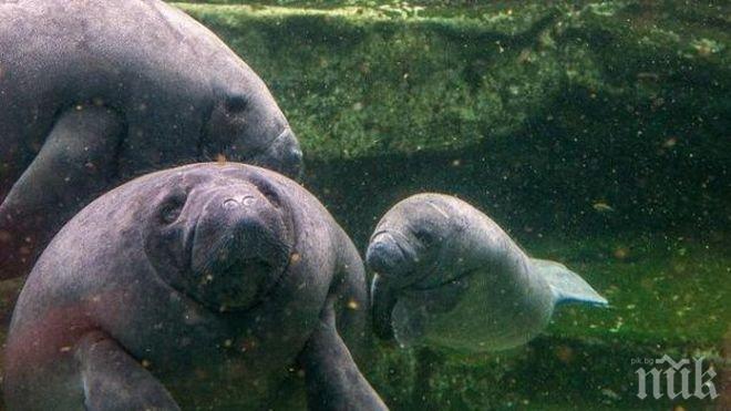 Спасиха 19 морски крави, заседнали в канал (снимки и видео)