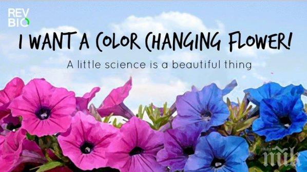 ГМО цветя сменят цвета си според часа от деня