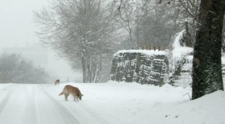 жълт код области поради студа