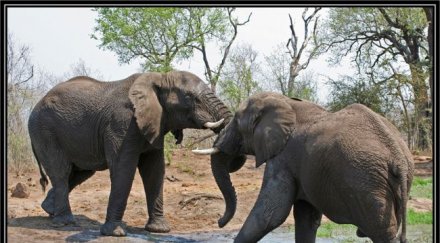 водка спаси два слона
