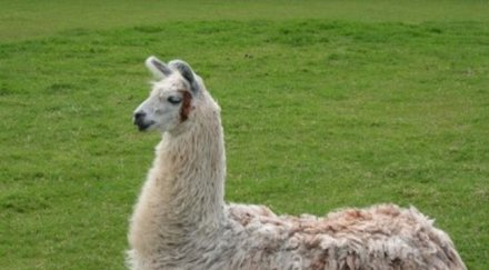 забраняват зоофилията германия