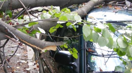 шофьорка блъсна деца дърво