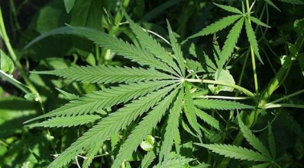 против легализирането тревата нас