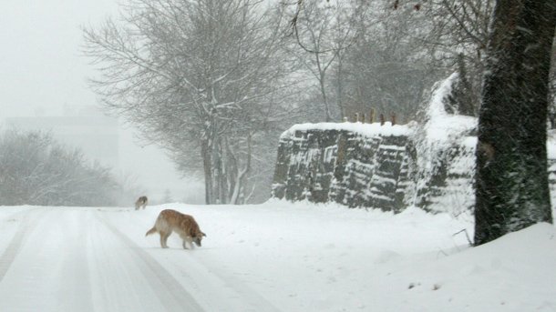 Жълт код в 16 области поради студа