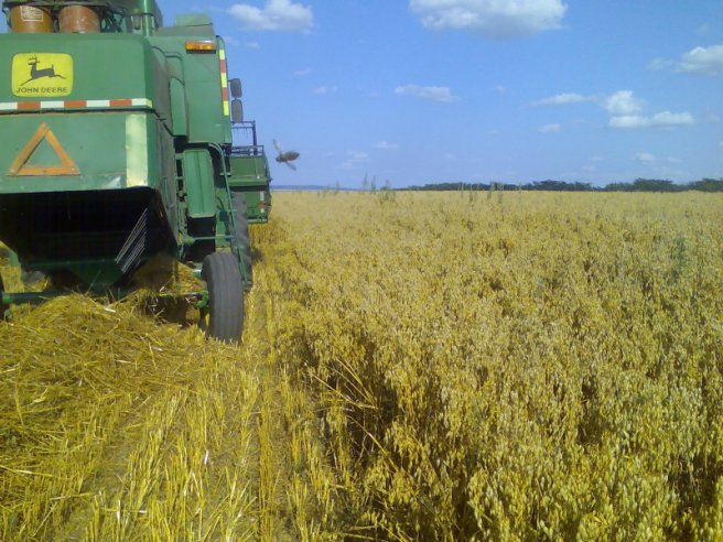 Мъж открадна 3 тона овес