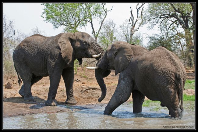Водка спаси два слона