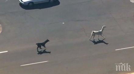 две избягали лами вдигнаха аризона крака видео