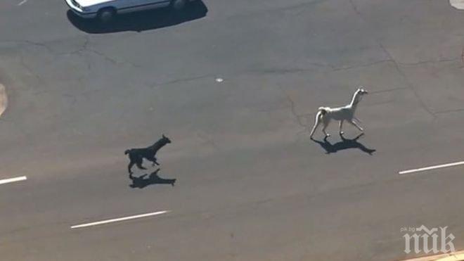 Две избягали лами вдигнаха Аризона на крака (видео)