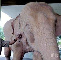 В Мианмар откриха рядък бял слон 