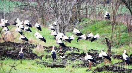 щъркелите подраниха петрич