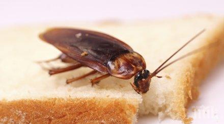 бона глоба отнесе китайски ресторант бургас заради хлебарки