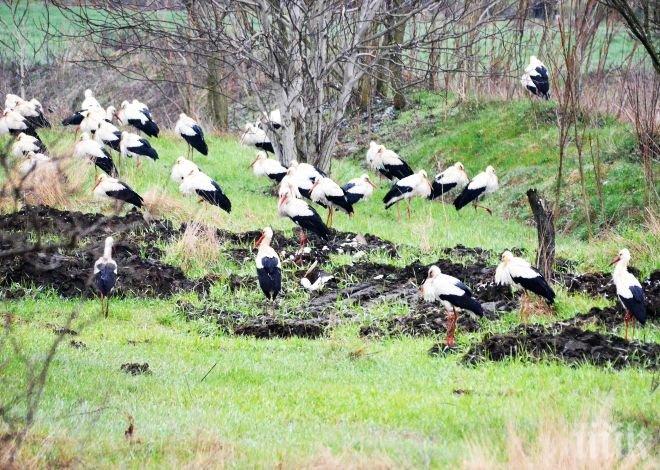 Щъркелите подраниха в Петрич