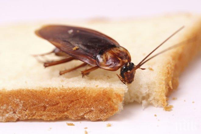 3 бона глоба отнесе китайски ресторант в Бургас заради хлебарки