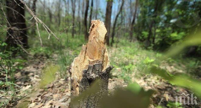 Спешни мерки за ограничаване на незаконната сеч в Троян
