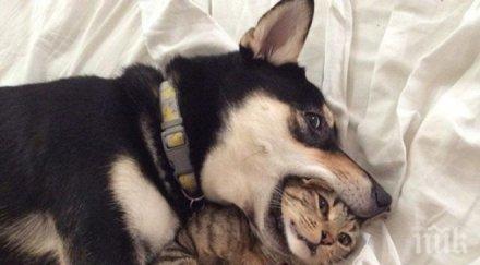 уникално вижте снимки котки кучета стоплят душата