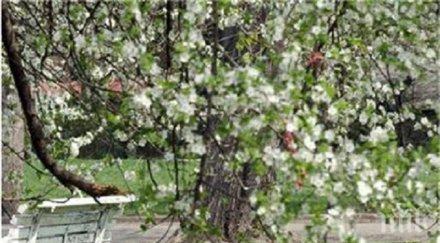 живакът удари градуса плевен