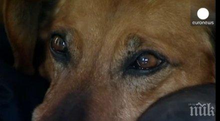 погребаните домашни любимци гробището велико търново