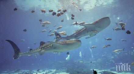 откриха рядък вид акула австралия