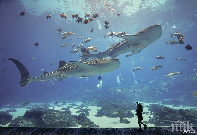 Откриха рядък вид акула в Австралия