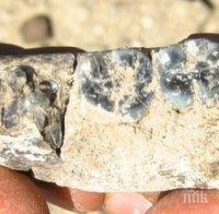 Намериха част от челюстта на 