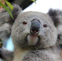 Евтаназирали коали в Австралия, за да не умрат от глад