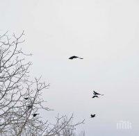 Край на извънредните мерки за птичи грип в Бургаско