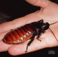 Хлебарки киборги ще спасяват хора