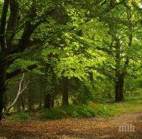 Камери ще дебнат за незаконна сеч в Западния парк в София