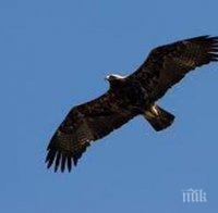 Бракониери простреляха царския орел Кралчо