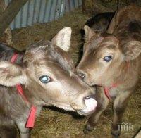 Представят ваксината срещу син език