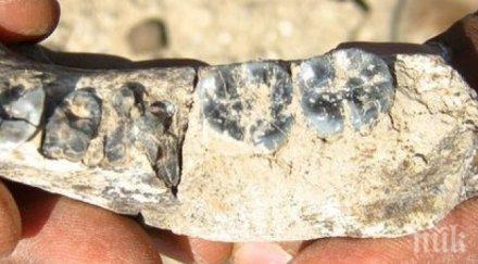 намериха част челюстта първия човек етиопия