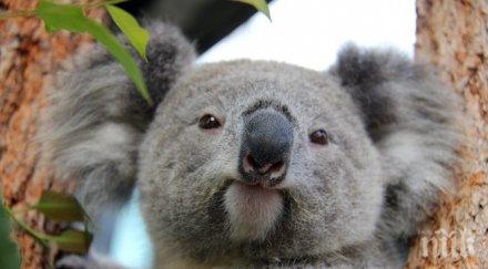 евтаназирали коали австралия умрат глад