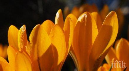 морската градина варна разцъфна