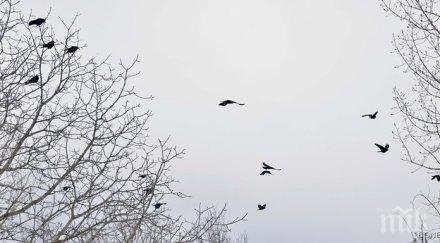 извънредните мерки птичи грип бургаско