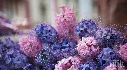 нап започва проверки търговците едро цветя