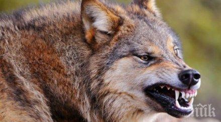 вълци вилнеят петричките села